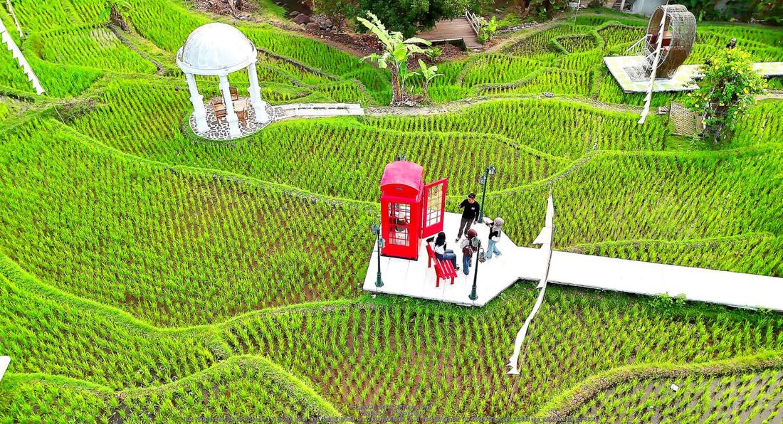 Sawah berundak Antapura De Djati dari udara